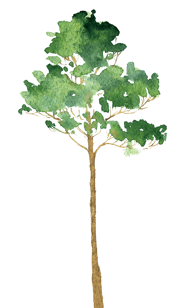木々6